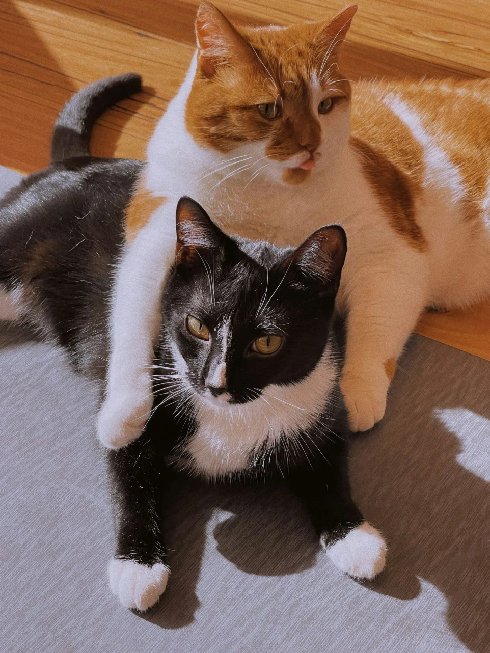 a couple of cats laying on top of a wooden floor