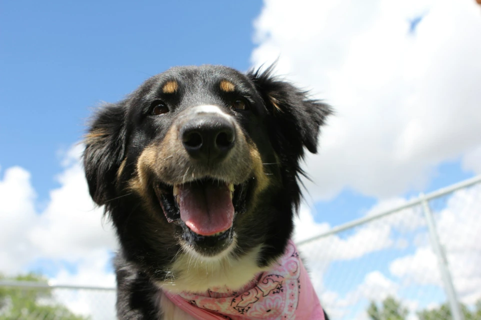 a close up of a dog wearing a bandana