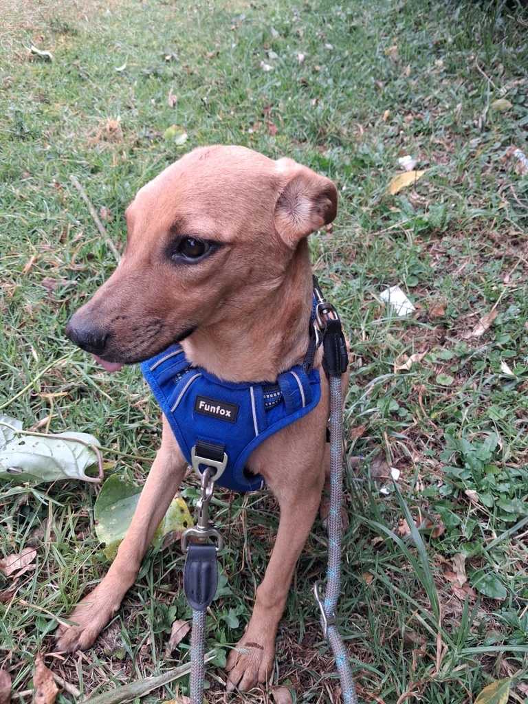 Fawn