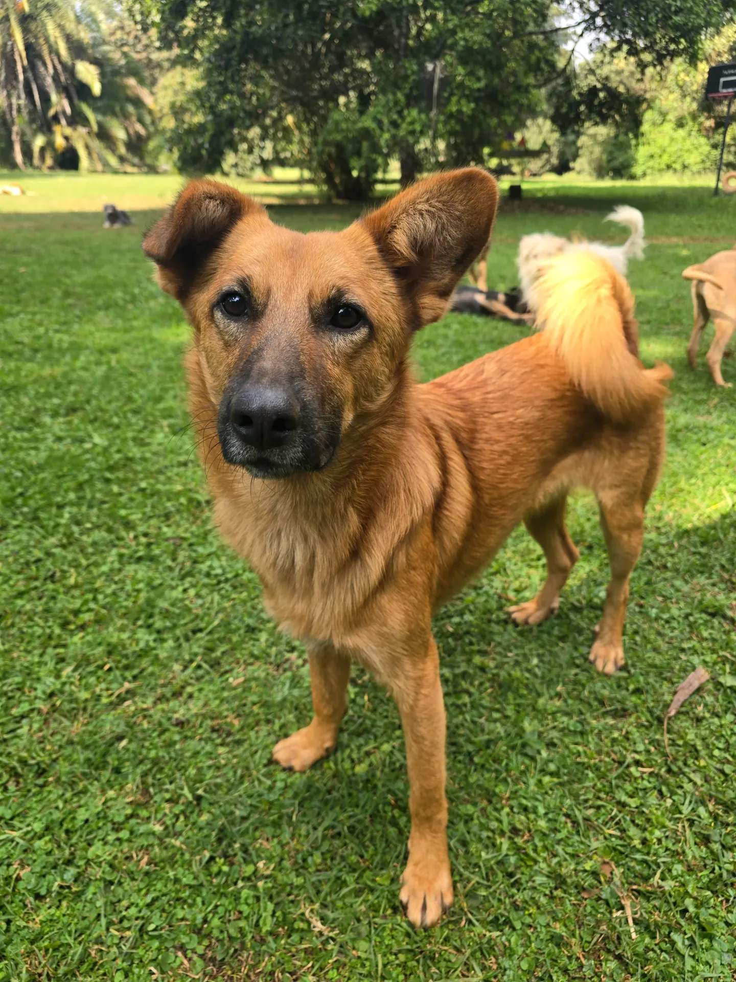 Shanzu (under KSPCA)