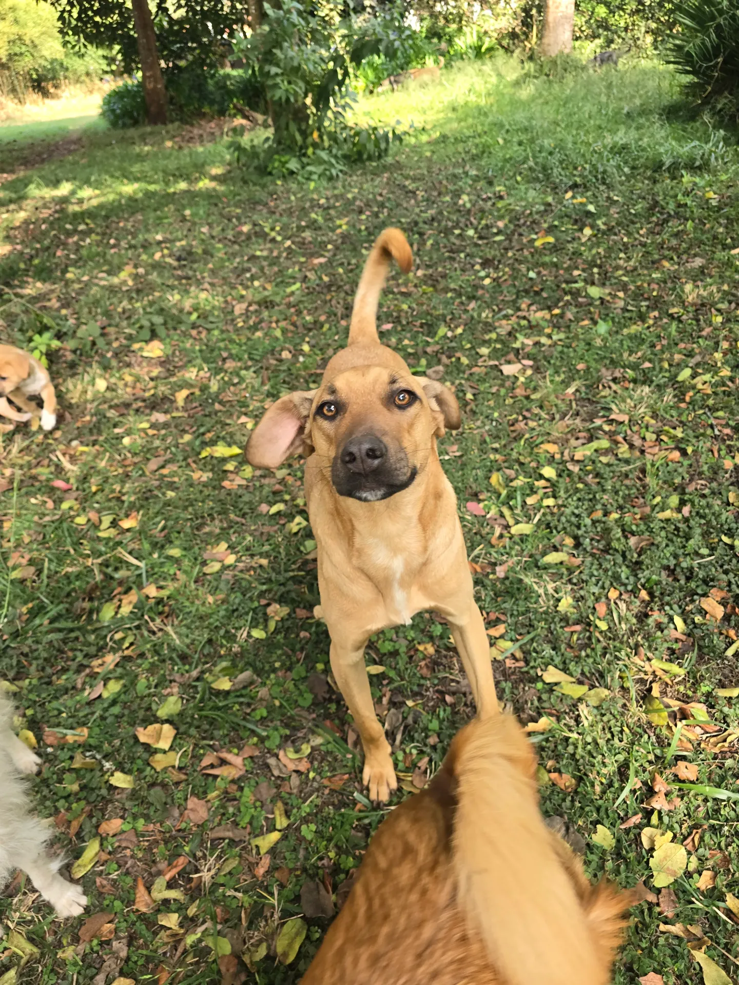 Jayden (under KSPCA)