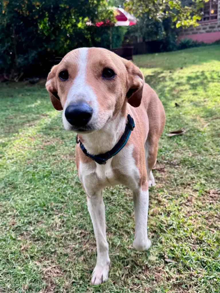 Betty (under KSPCA)