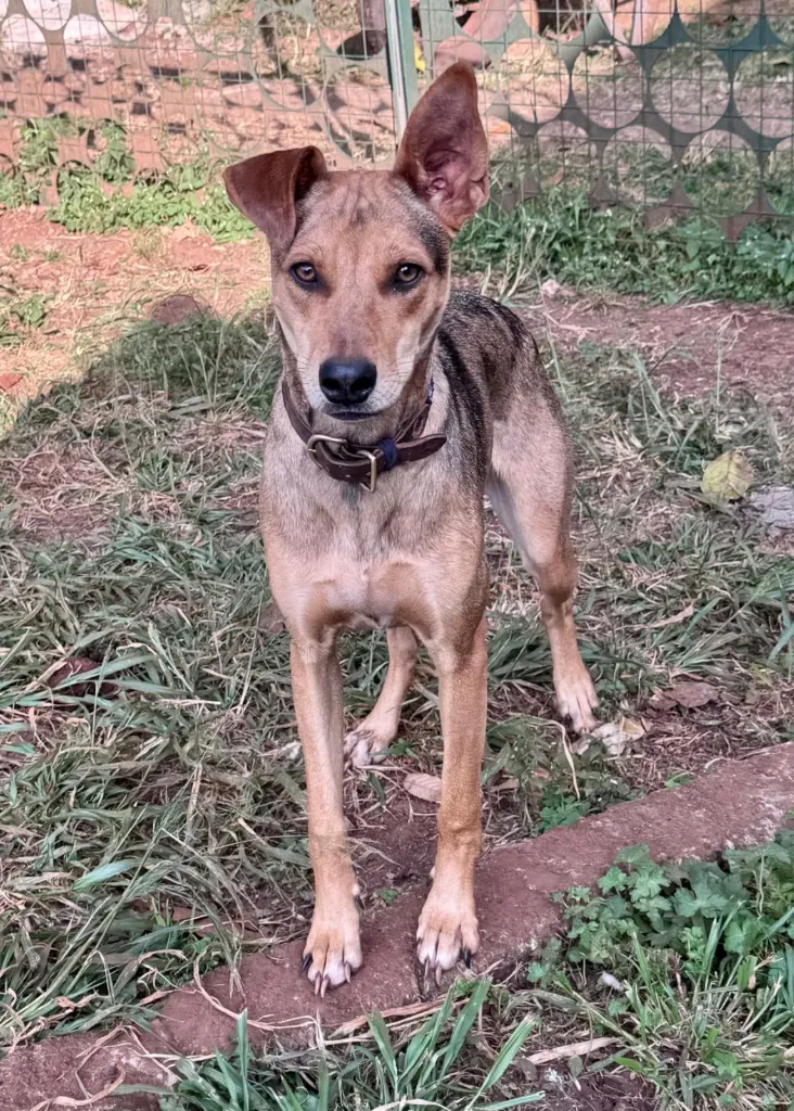Mwitu (under Pawmoja)