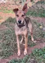 Mwitu (under Pawmoja)
