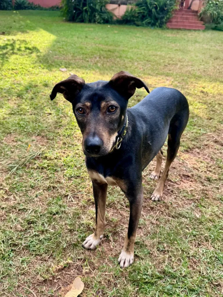 Mowgli