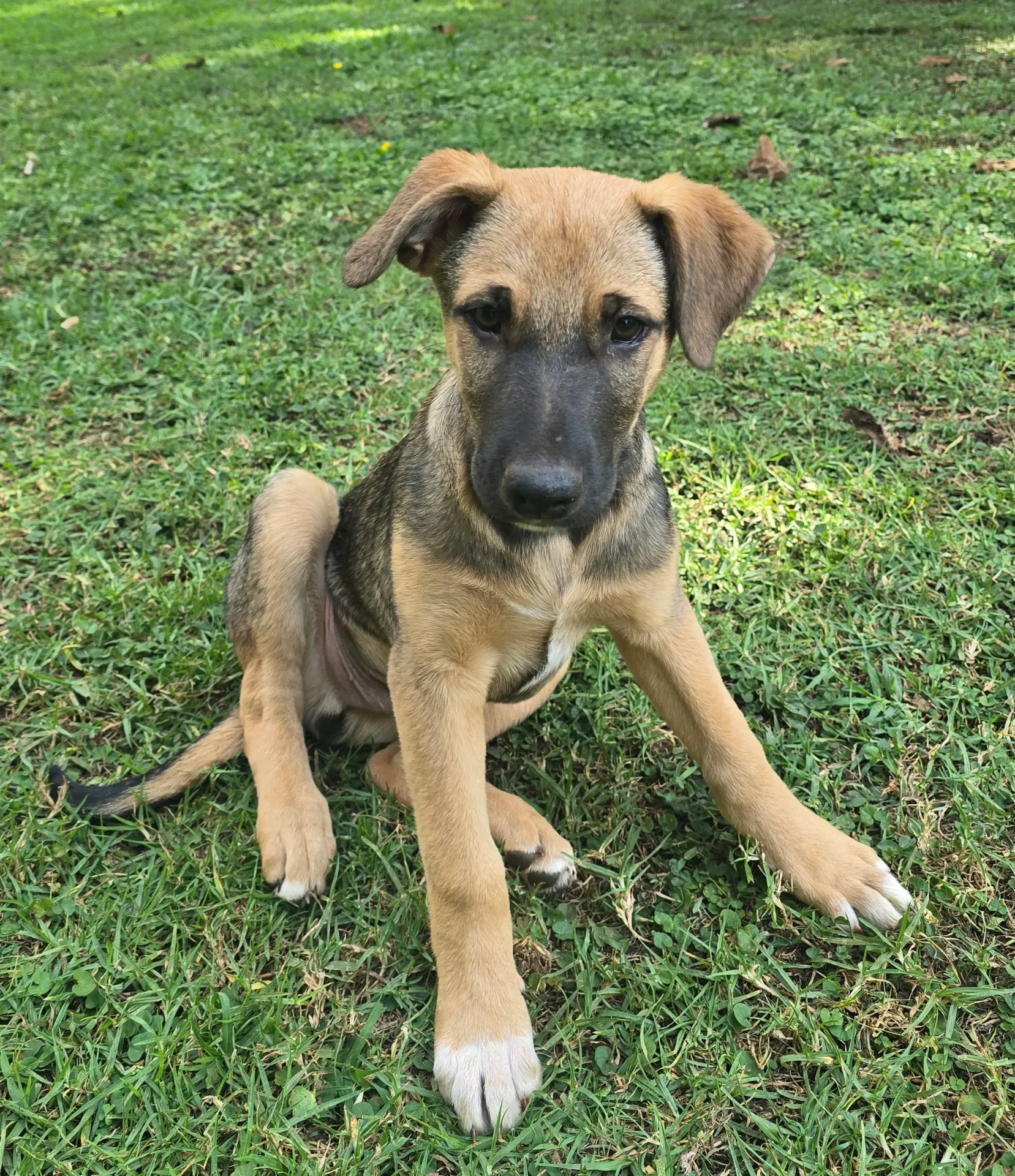 Nova
