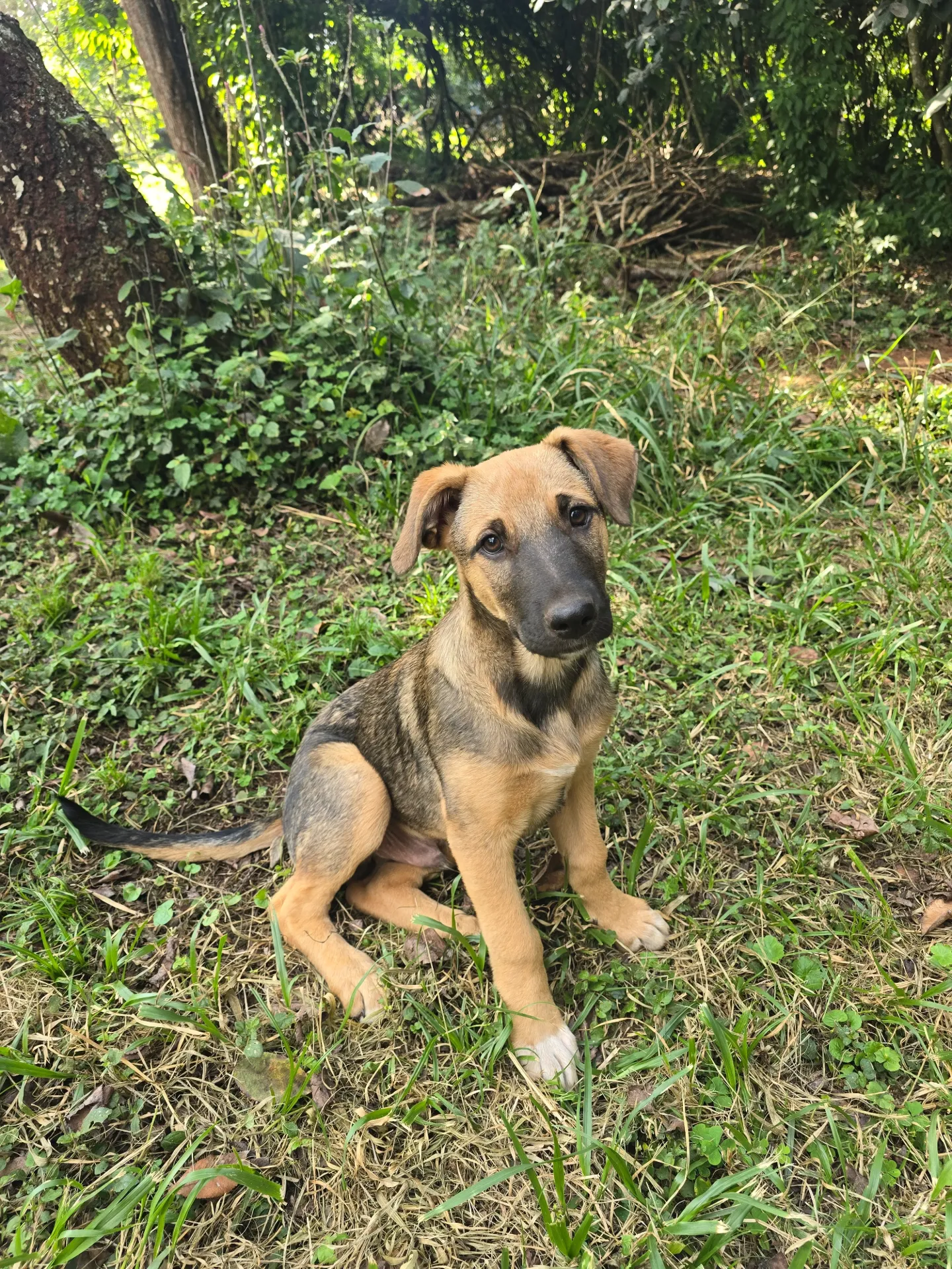 Nova