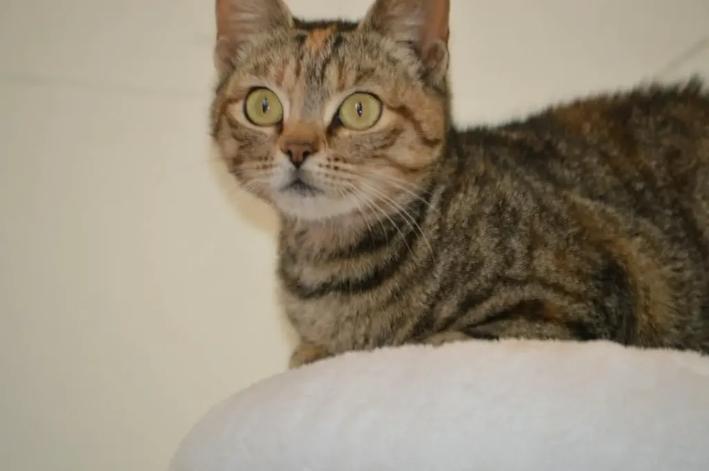 Tabitha