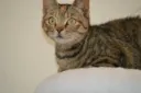 Tabitha