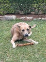 Lulu