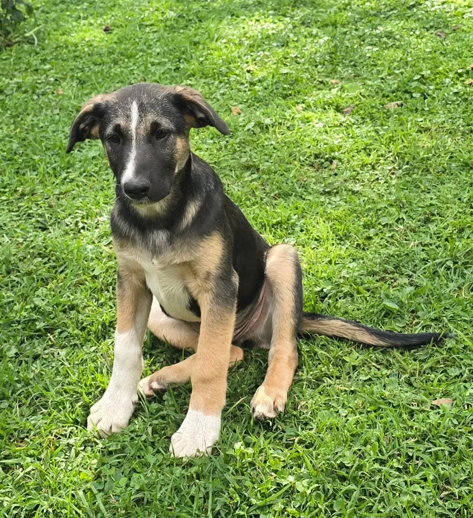 Enzo